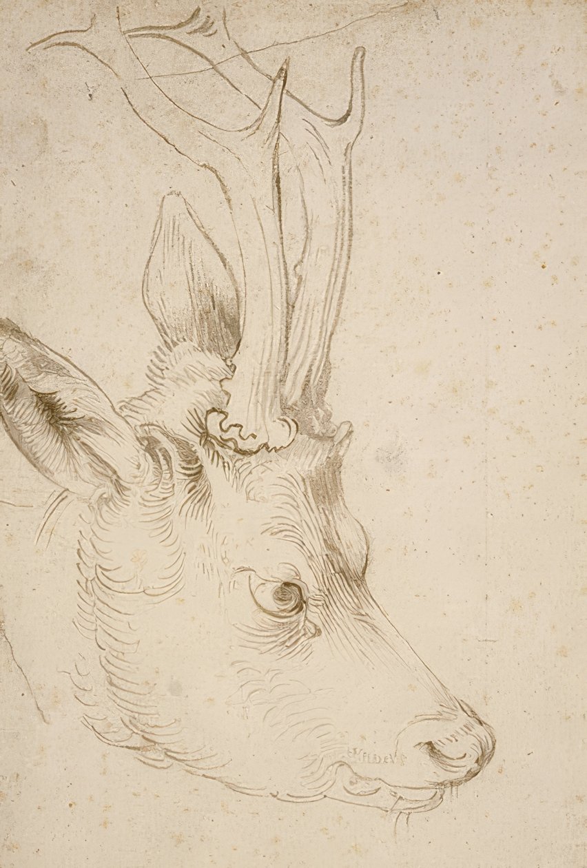 Huvud av en råbock. Omkring 1503 av Albrecht Dürer