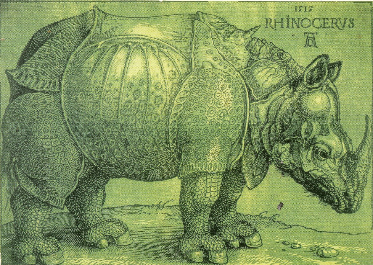 Latin:  Rhinocerus Noshörningen av Albrecht Dürer