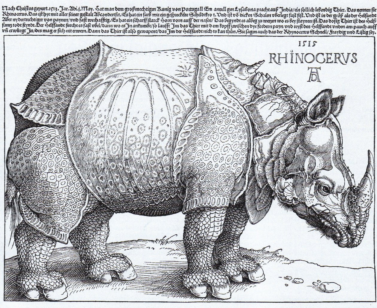 Latin:  Rhinocerus Noshörningen av Albrecht Dürer