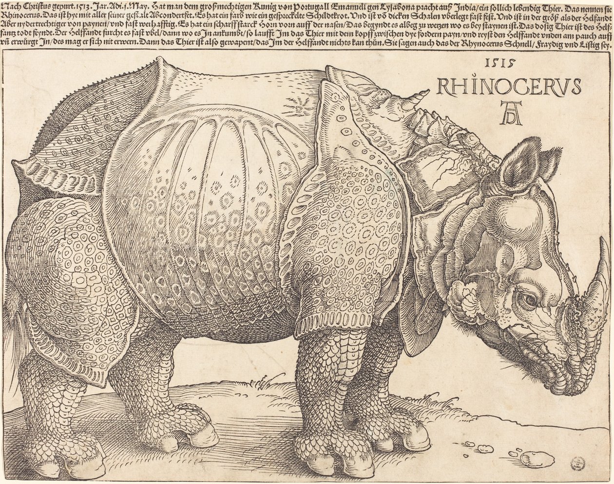 Latin:  Rhinocerus Noshörningen av Albrecht Dürer