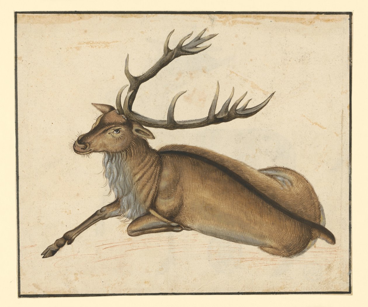 Liggande hjort, vänd åt vänster av Albrecht Dürer