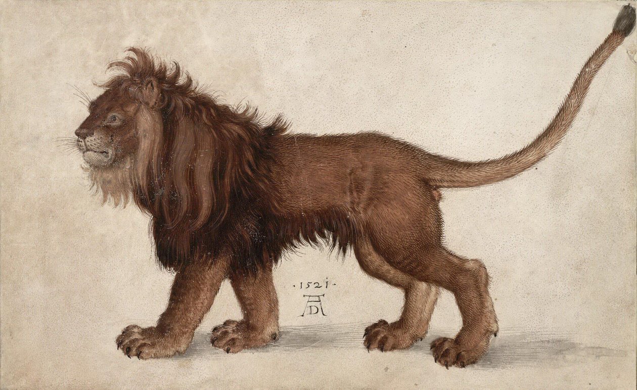 Lejon, 1521. av Albrecht Dürer