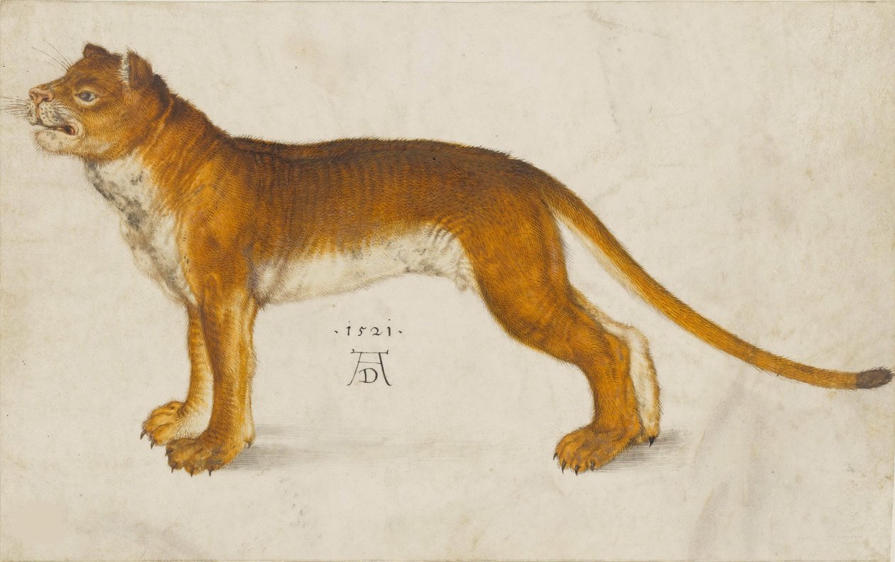 Lejoninna, 1521. av Albrecht Dürer