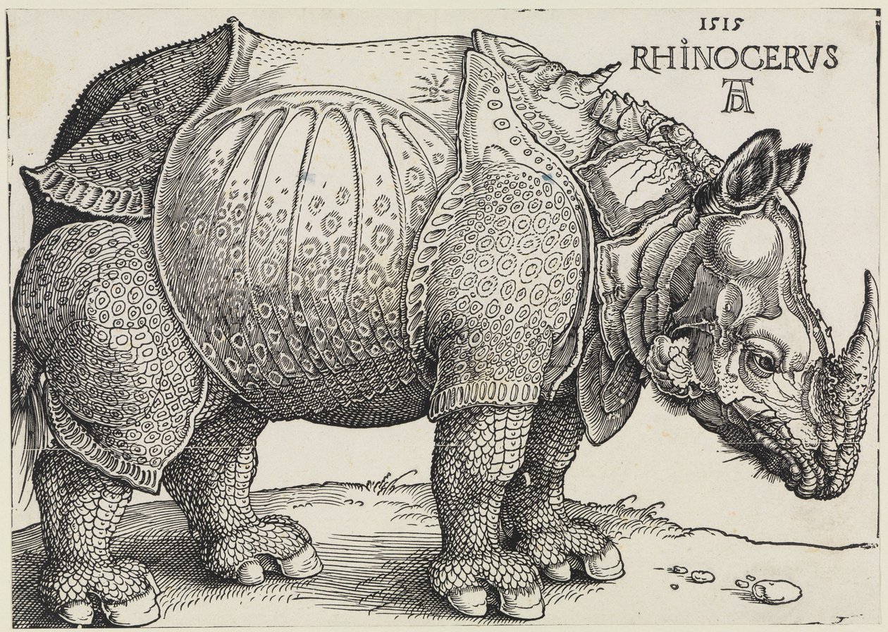 Rhinocerus (Noshörningen) av Albrecht Dürer
