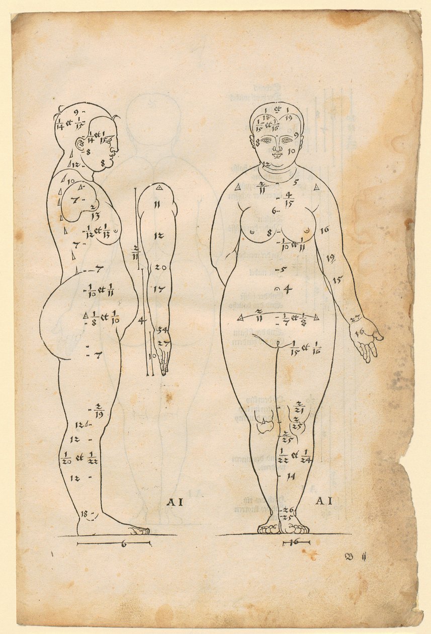 Sidovy och framvy av kvinnan med 7 huvudlängder (typ AI), arm i sidovy, ur ”Die Proportionenlehre” av Albrecht Dürer