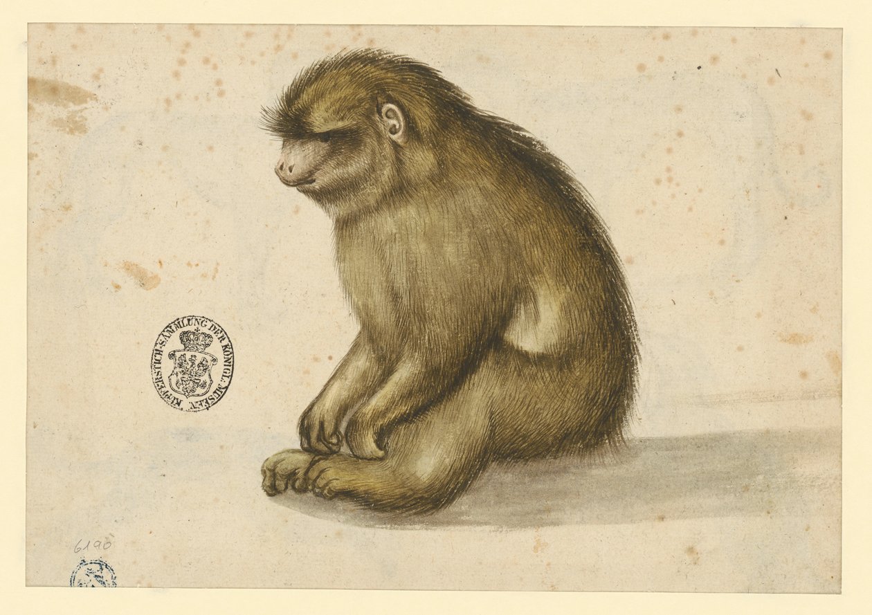 Sittande apa av Albrecht Dürer