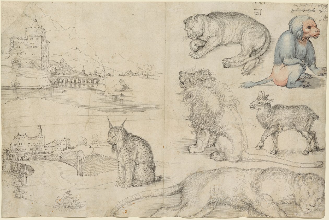 Skisser över djur och landskap, 1521. av Albrecht Dürer