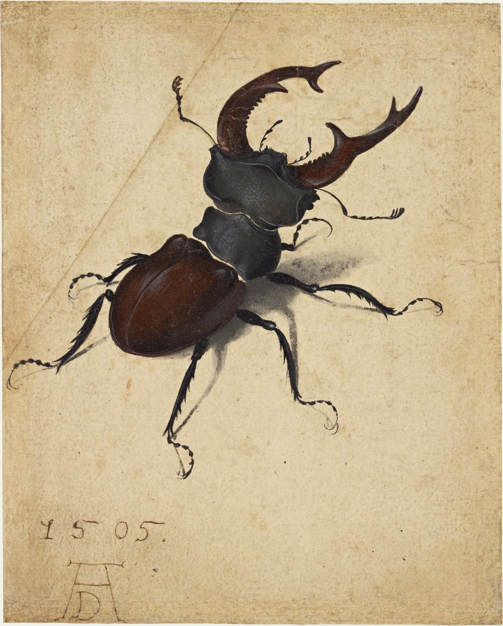 Stagbagge av Albrecht Dürer
