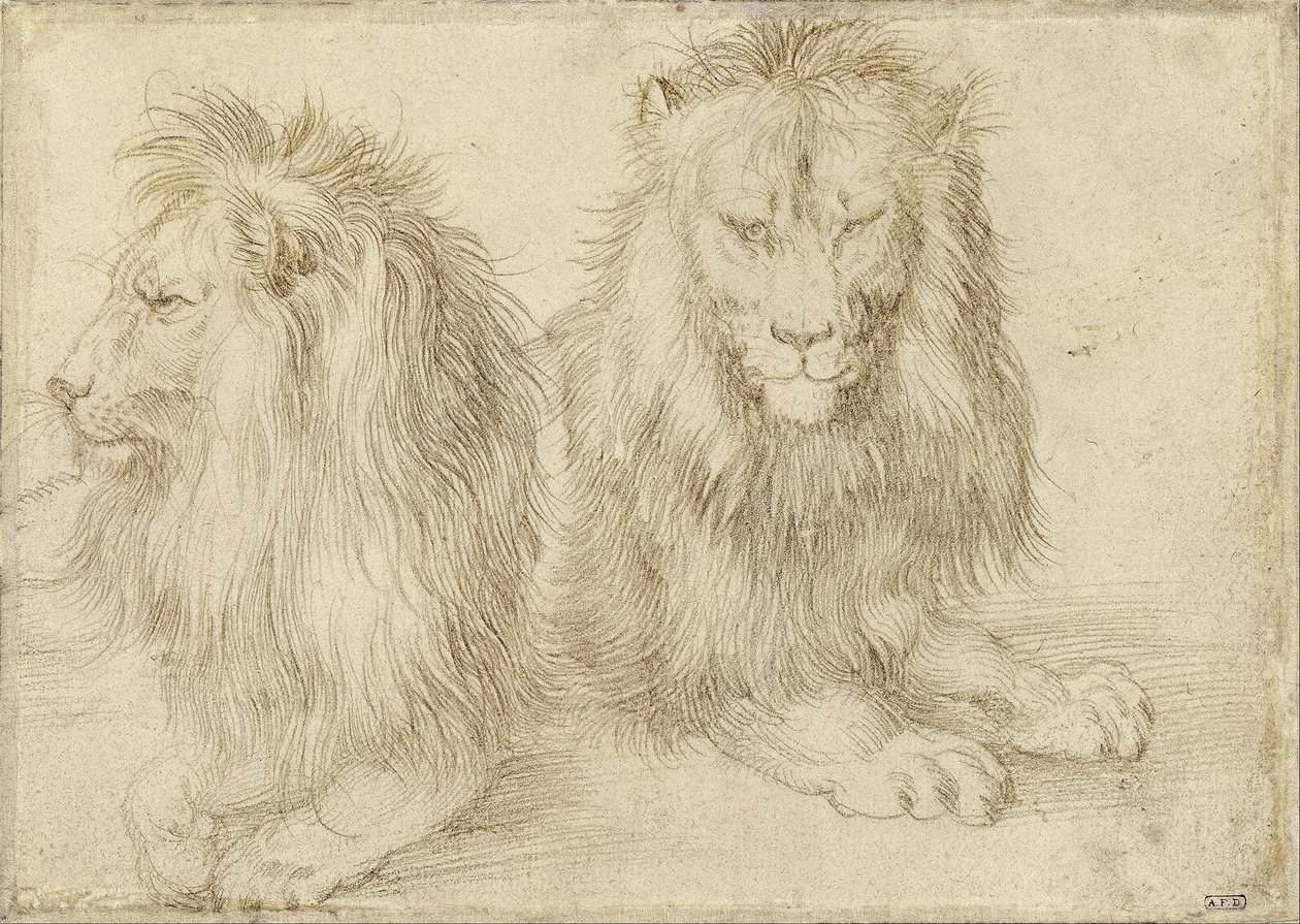 Två sittande lejon av Albrecht Dürer