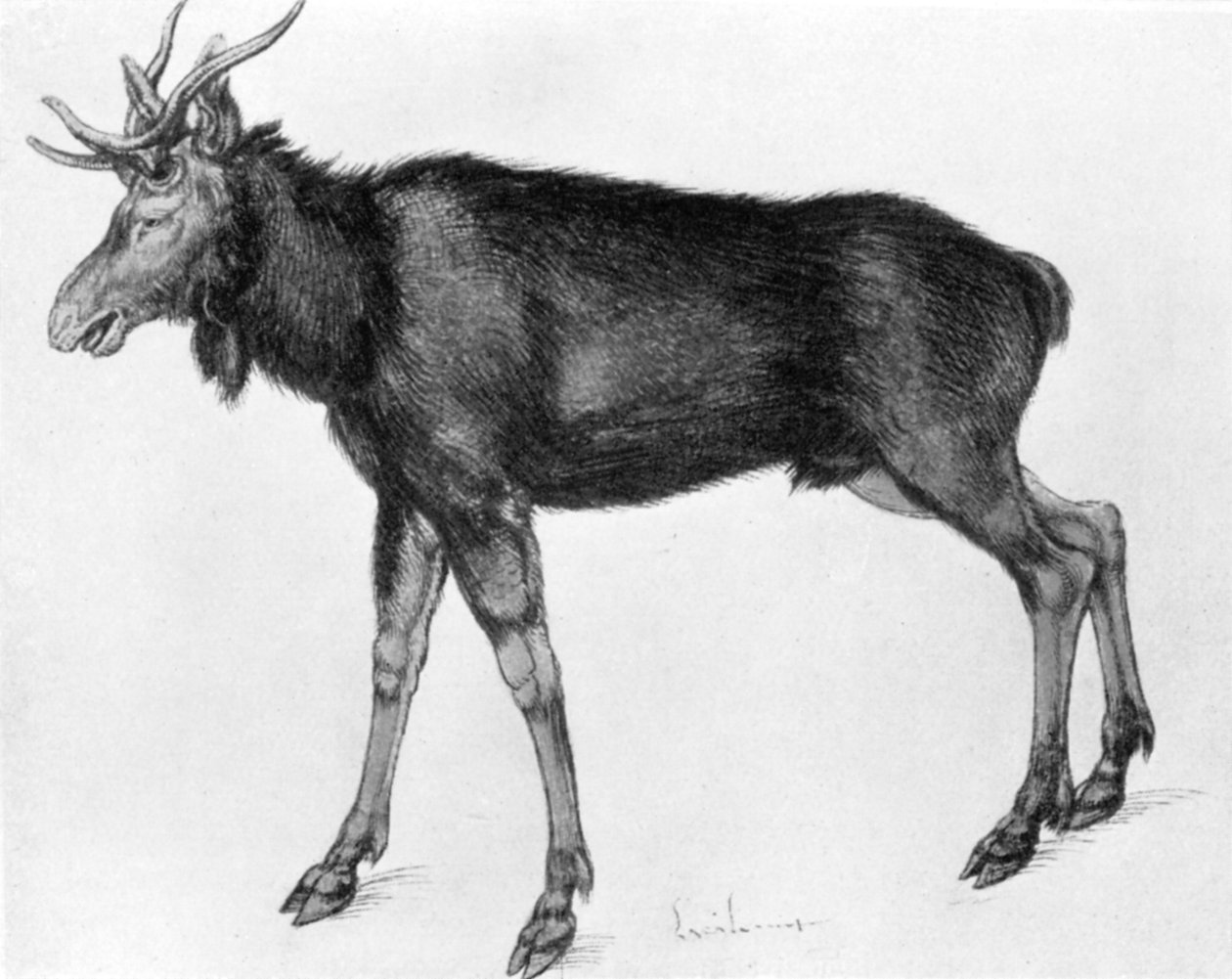 Ung skandinavisk älg med omogna horn, sent 1400-tidigt 1500-tal 1913. av Albrecht Dürer