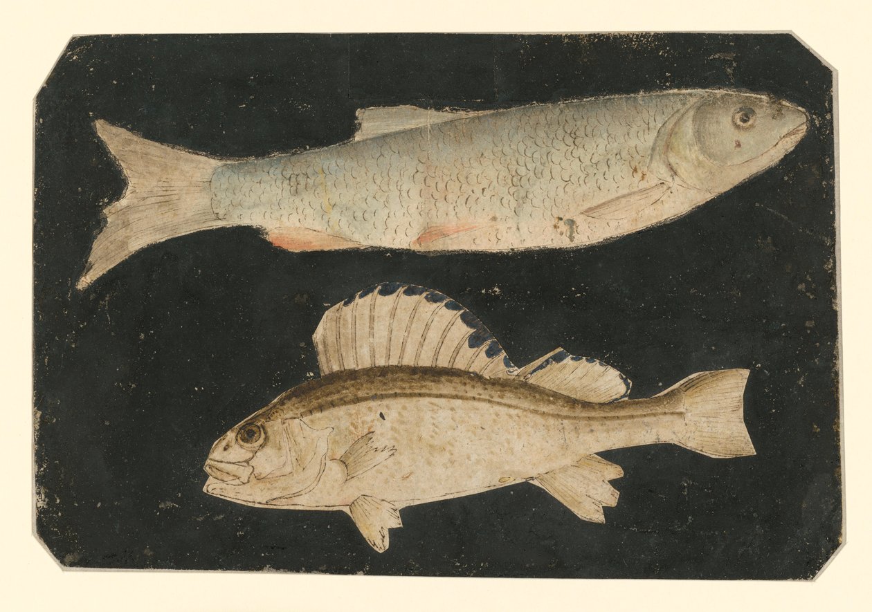 Två fiskar ovanpå varandra (öring och Knorrfisk) av Albrecht Dürer