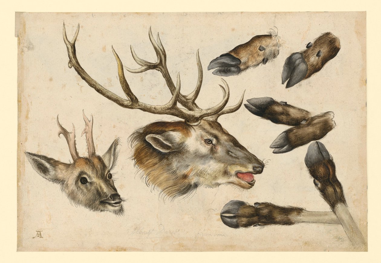 Två hjorthuvuden, vända åt höger, och 6 gevärspipor av Albrecht Dürer