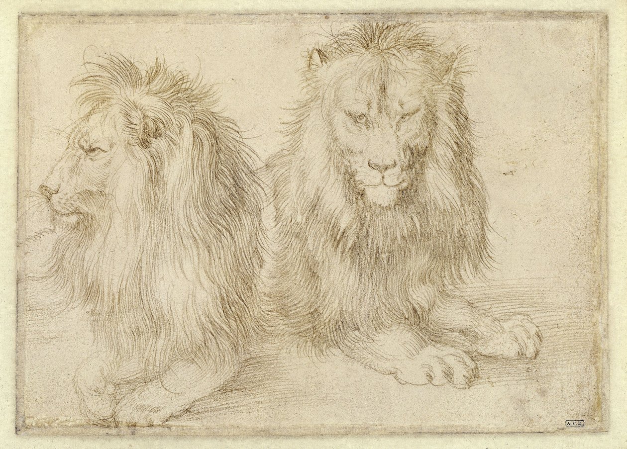 Två liggande lejon av Albrecht Dürer