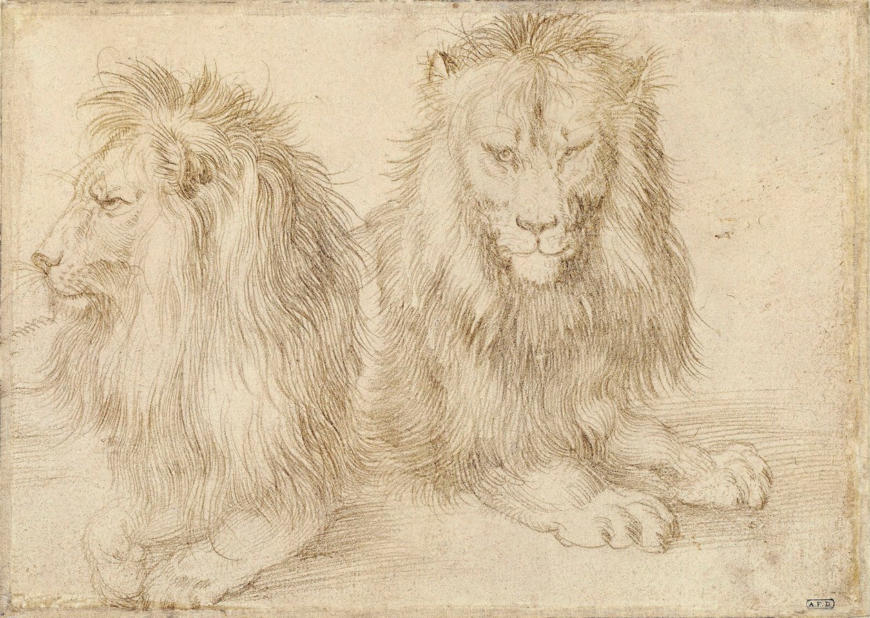 Två sittande lejon - Teckning av Albrecht Durer (1471-1528) av Albrecht Dürer