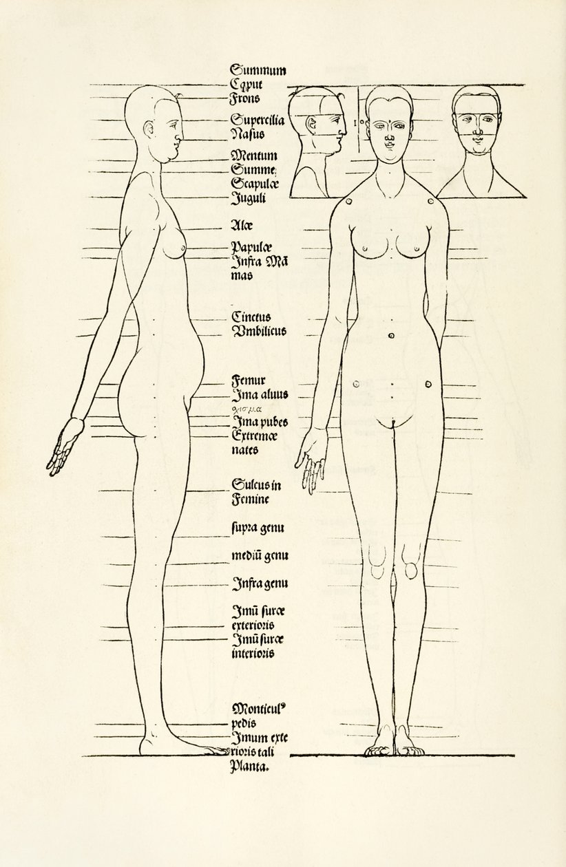 Kvinnligt anatomiskt träsnitt från "Herin förstås fyra böcker av mänsklig proportion" av Albrecht Dürer