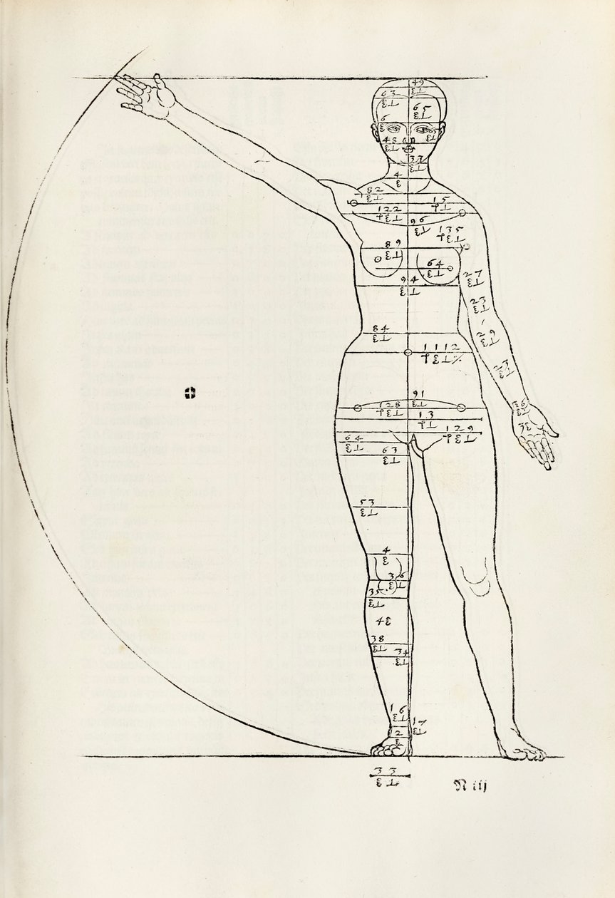 Kvinnligt anatomiskt träsnitt från "Herin förstås fyra böcker av mänsklig proportion" av Albrecht Dürer
