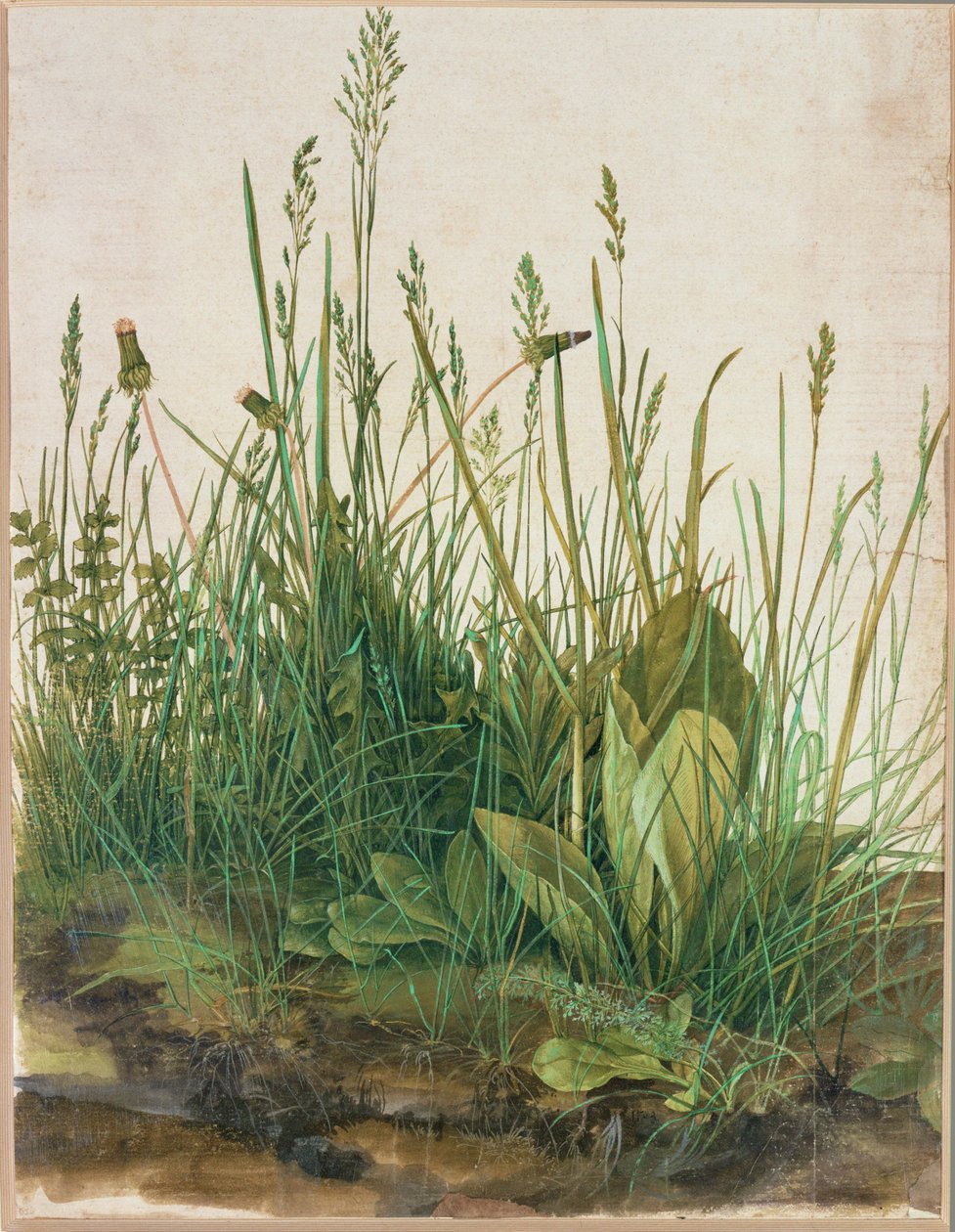 Stor torvklump - Das grosse Rasenstueck av Albrecht Dürer or Duerer
