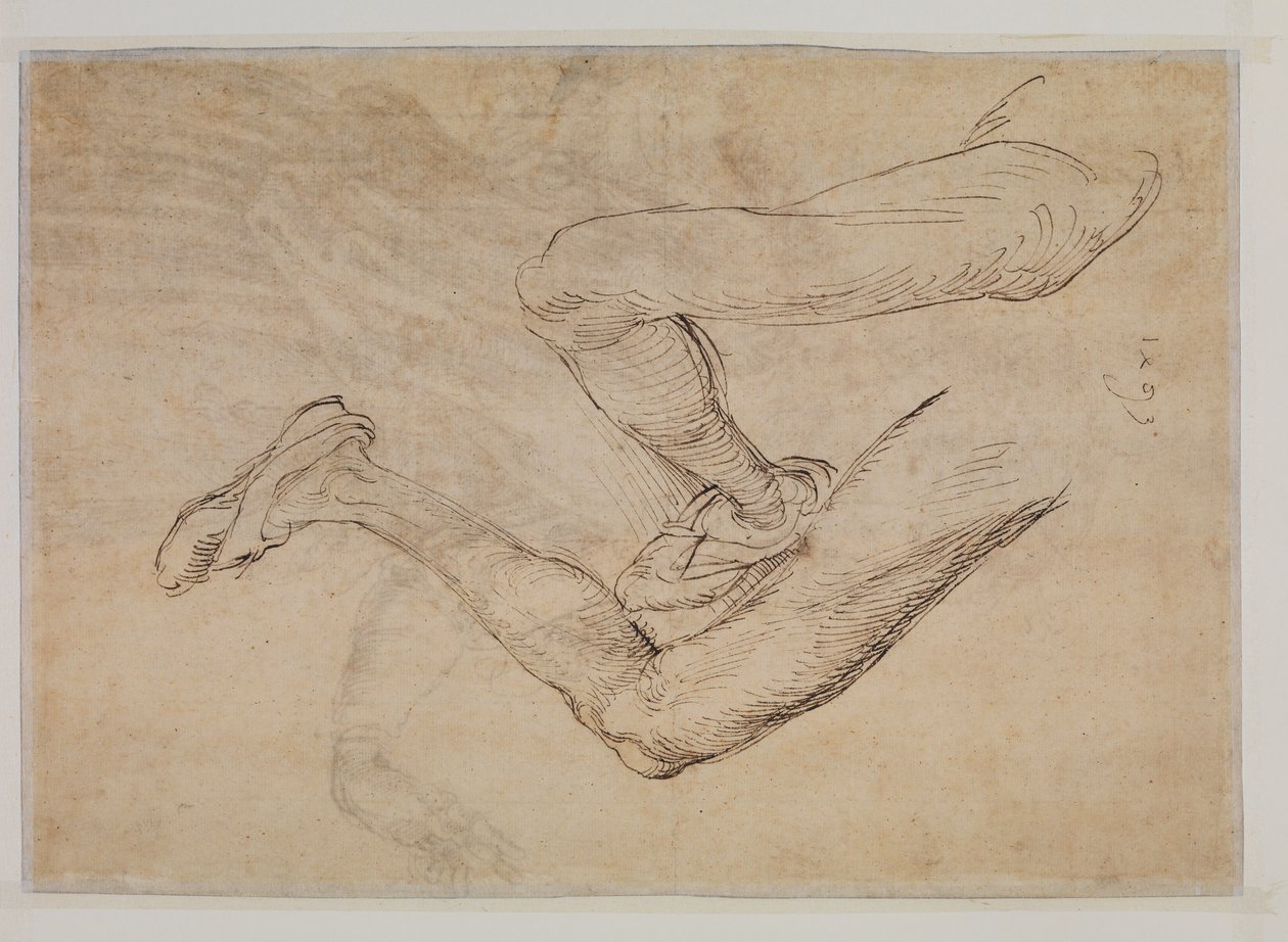 Studie av ett vänsterben ur två synvinklar av Albrecht Dürer
