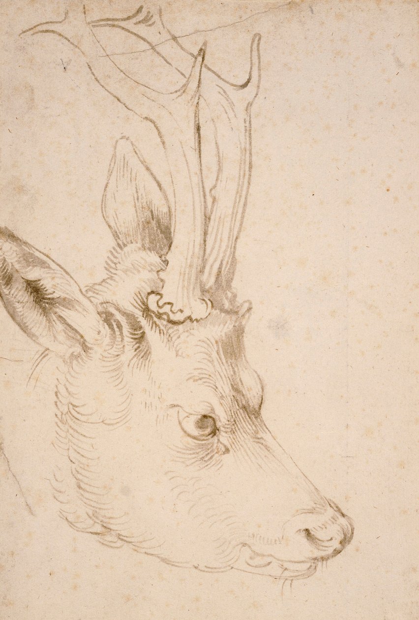 Tete de chevreuil hane - Dessin de Albrecht Durer (1471-1528), vers 1503 - Head of a Roebuck - Penna och pensel, grått och brunt bläck på papper av Albrecht Durer (1471-1528), ca1503 - 22,8x15,3 cm - Nelson-Atkins Museum of Art, Kansas City, Missouri av Albrecht Dürer