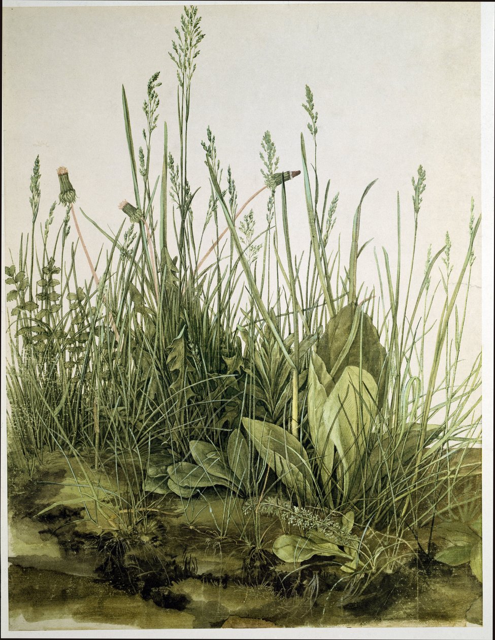 Den stora gräsmattan av Albrecht Dürer or Duerer