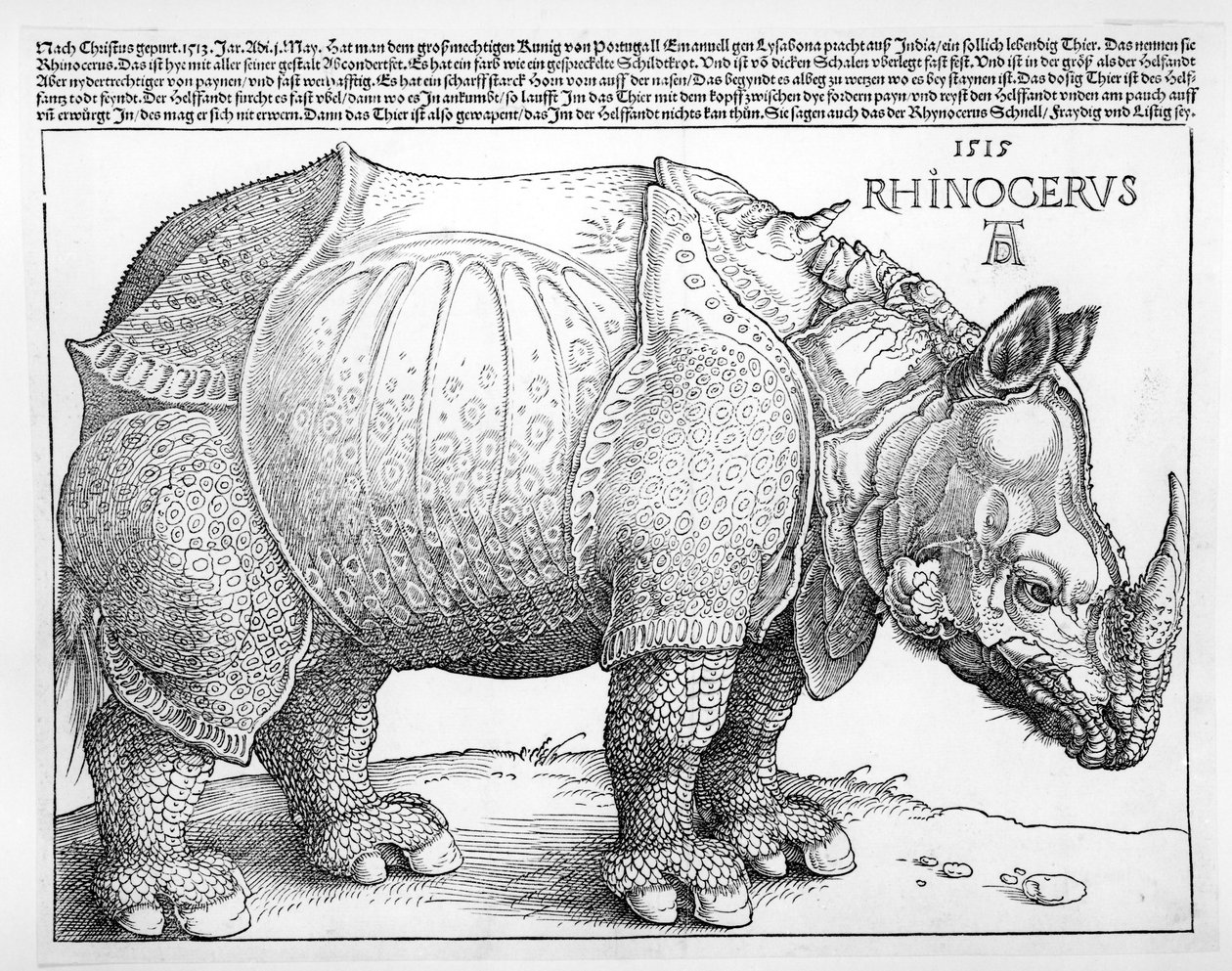 Noshörningen, 1515 av Albrecht Dürer