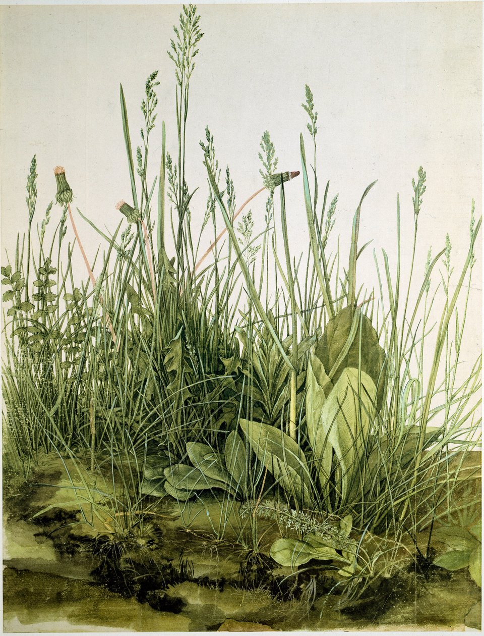 Smutsen med vilda örter Akvarell av Albrecht Durer (1471-1528) 1503 Dim. 41x31,5 cm Grafik Sammlung Albertina av Albrecht Dürer