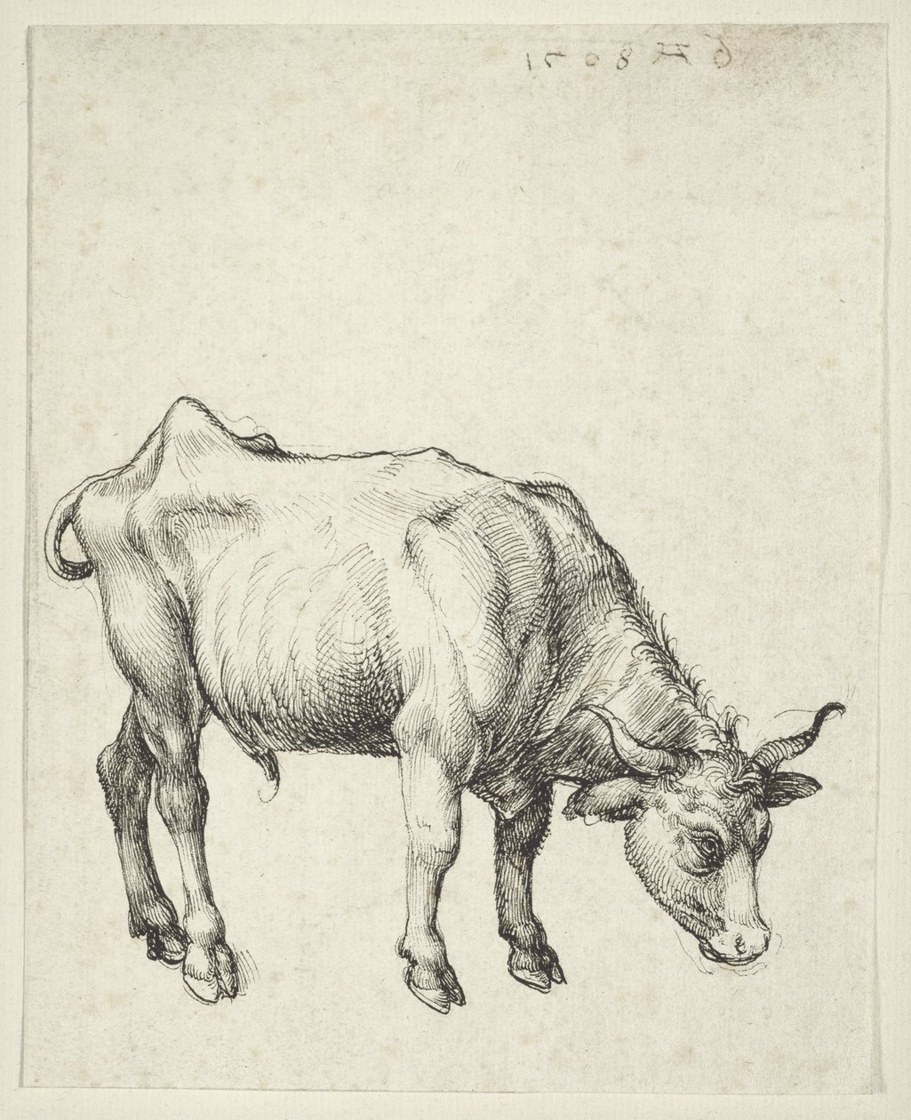 Ung tjur, ca 1493 av Albrecht Dürer