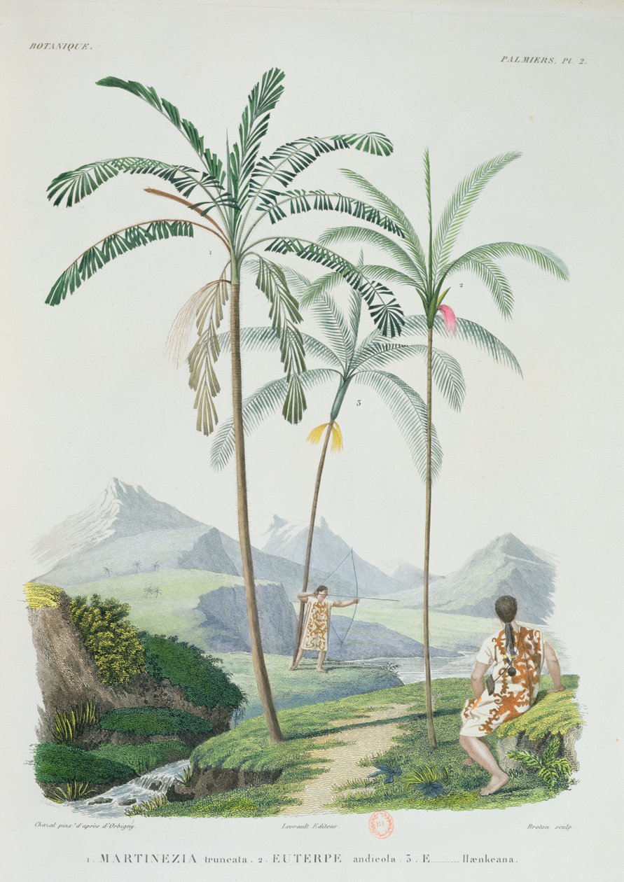 Palmer i en bergig del av Sydamerika, från Voyage dans lAmerique Meridionale av konstnären, graverade av Breton, ca 1834-47 av Alcide DOrbigny