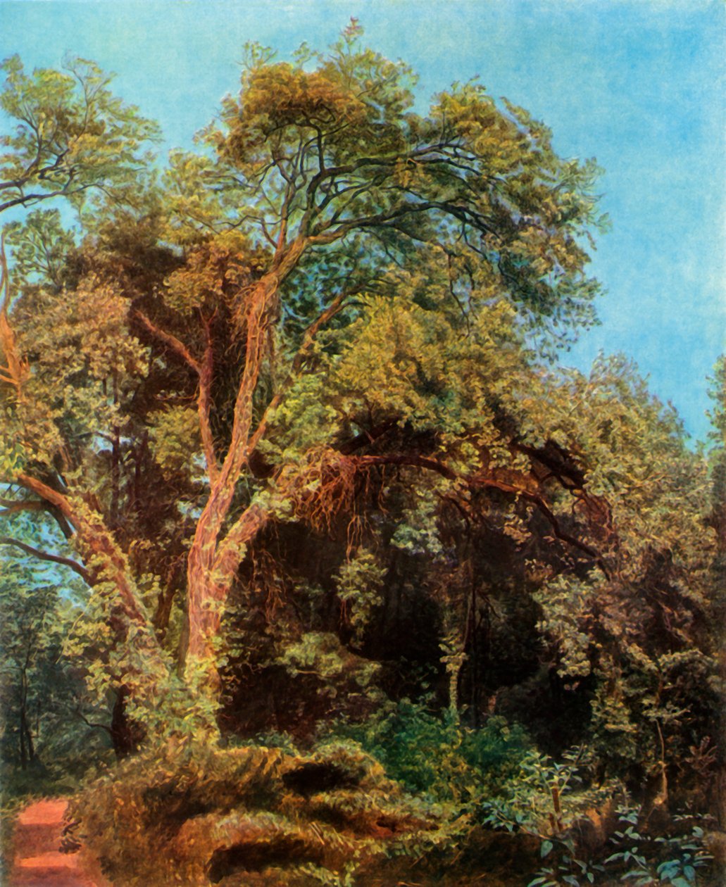 Träd i parken, mitten av 1800-talet, 1965. av Aleksandr Ivanov