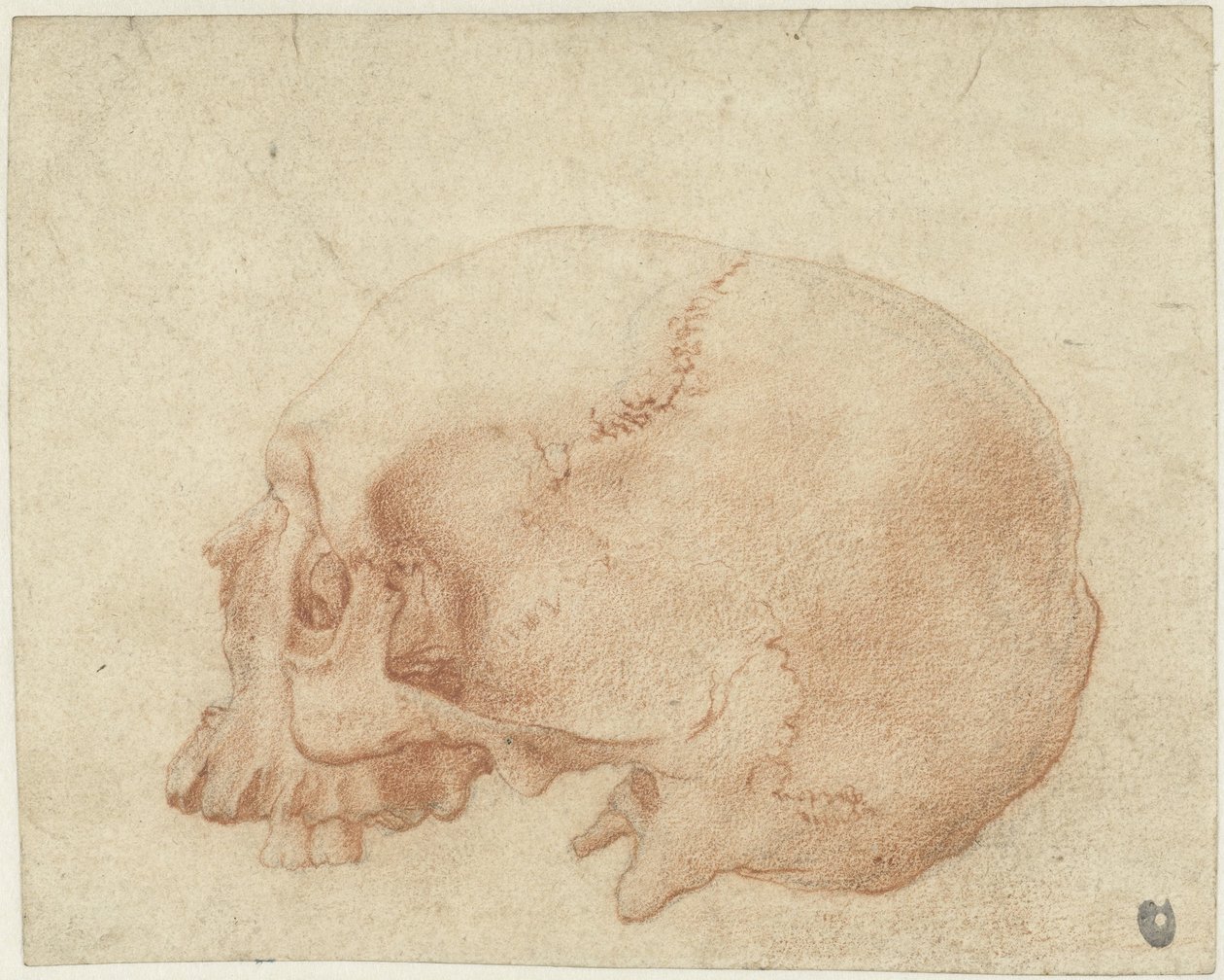 Studie av en skalle av Alessandro Allori