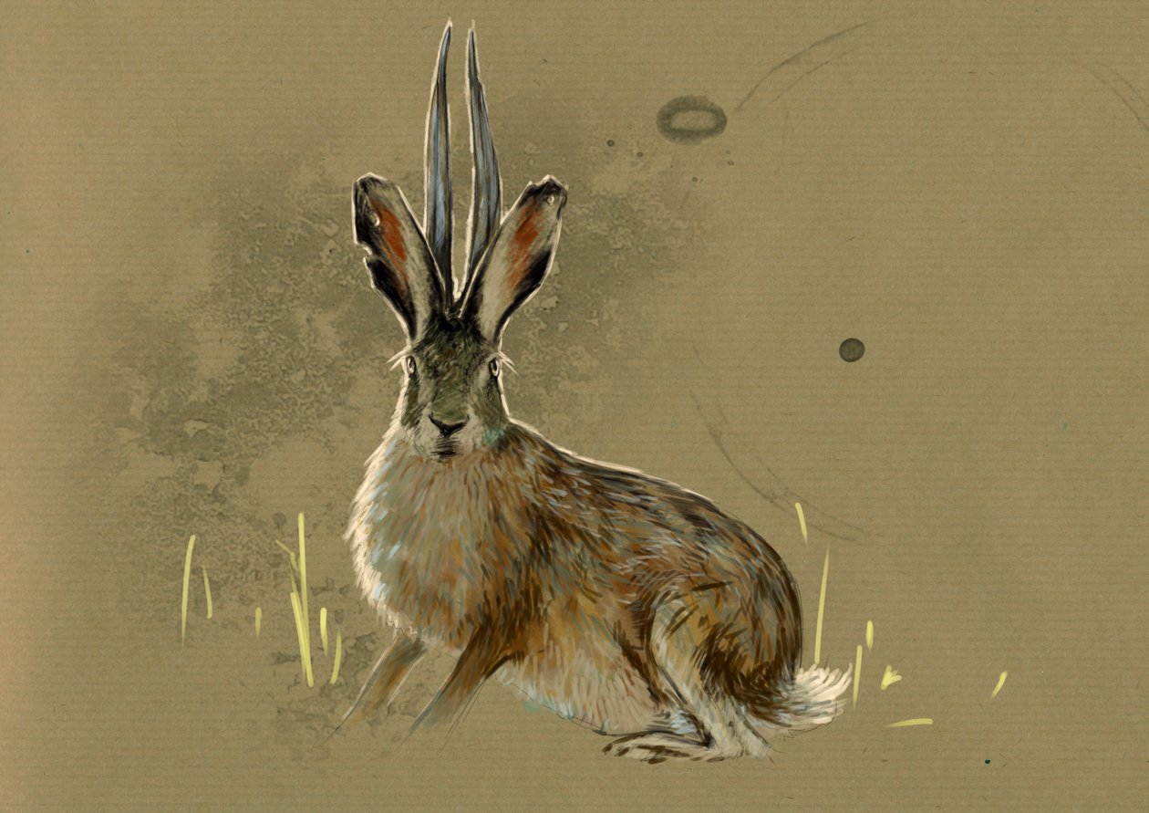 Fantastiska monster och varelser, kryptozoologi: föreställning av en jackalope, det legendariska djuret mi lievre mi antilope (mytiskt djur en jackrabbit med antilophorn) - Teckning av Alessandro Lonati, 2012 av Alessandro Lonati