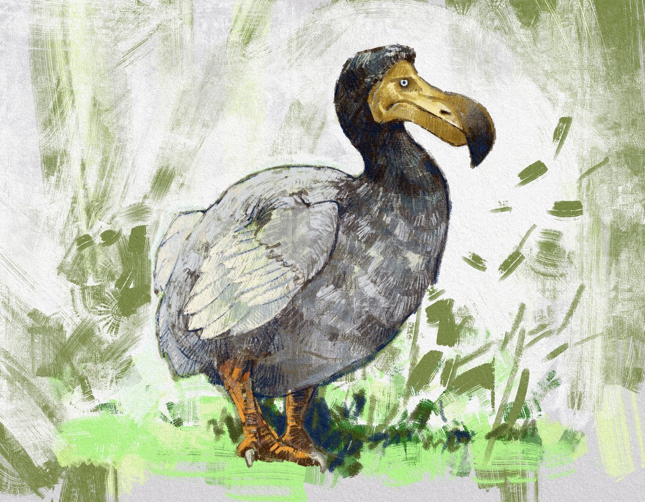 Representation av den utdöda dodofågeln (illustration) av Alessandro Lonati