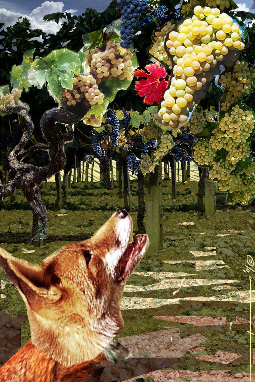 Räven och druvorna Illustration till fabeln om Aesop (600-talet f.Kr.) grekisk författare. Illustration av Alessandro Lonati. 2010 av Alessandro Lonati