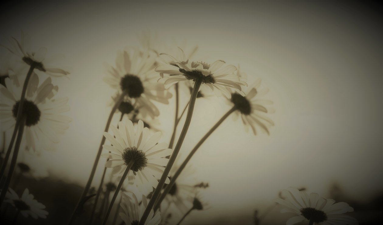 Avsnitt, 2019, (fotografi) av Alex Caminker