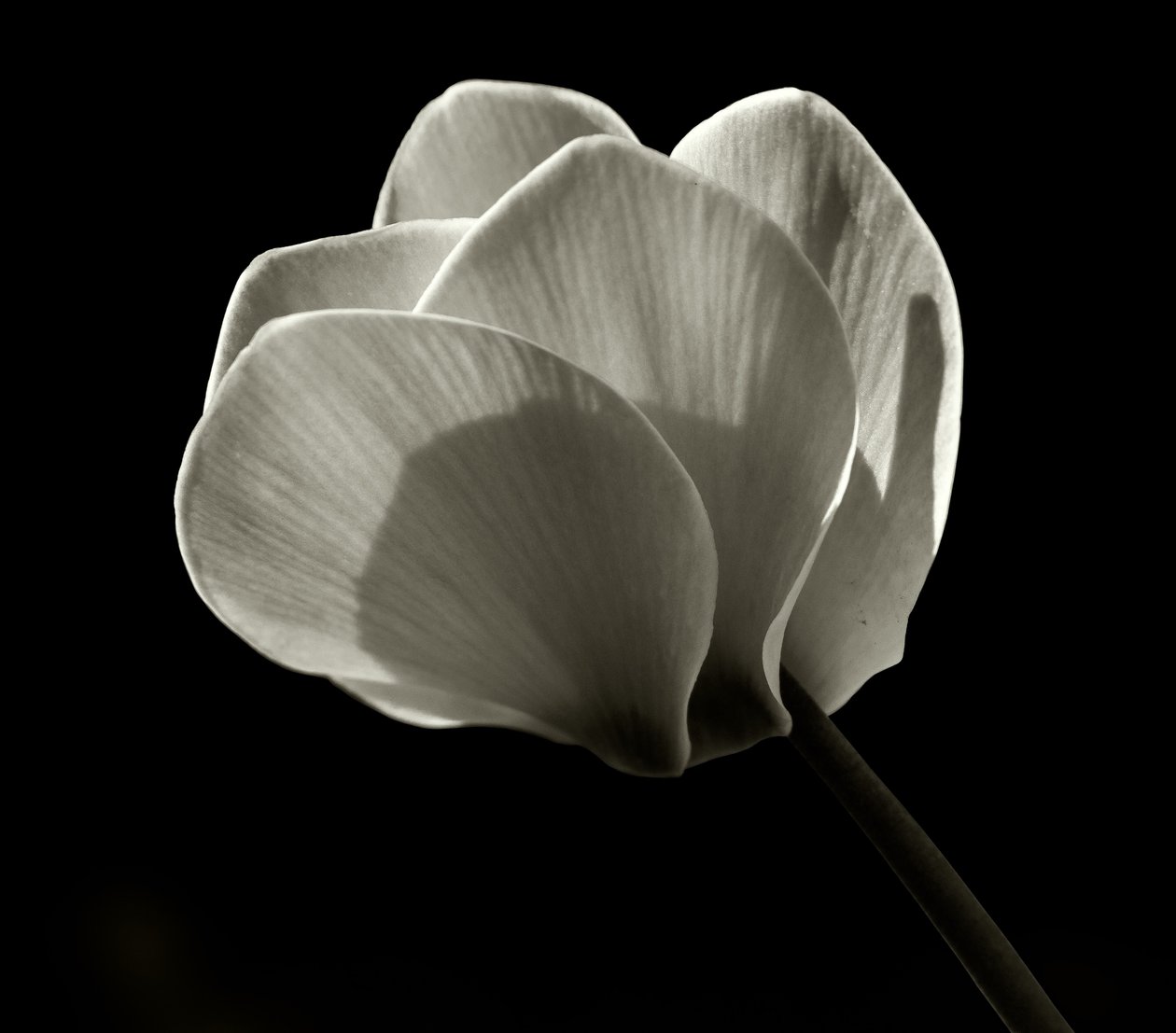 Namnlös, 2019, (fotografi) av Alex Caminker