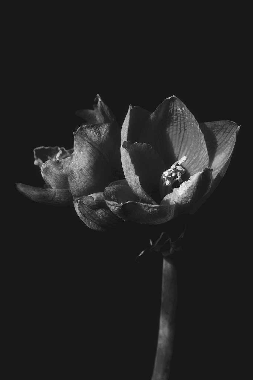 Namnlös, 2019, (fotografi) av Alex Caminker
