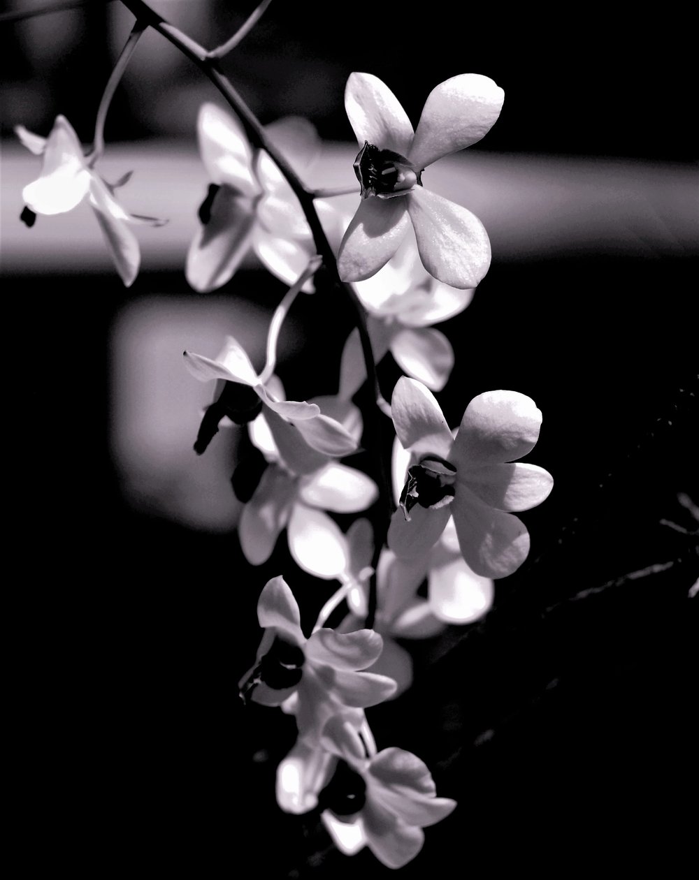 gäng, 2019, (fotografi) av Alex Caminker