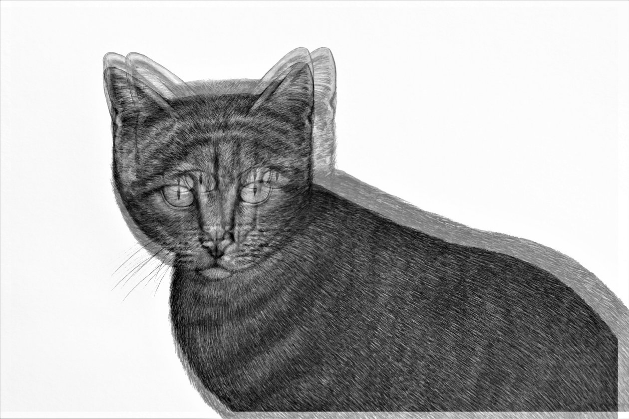 elektrisk katt, 2019, (blandade media) av Alex Caminker