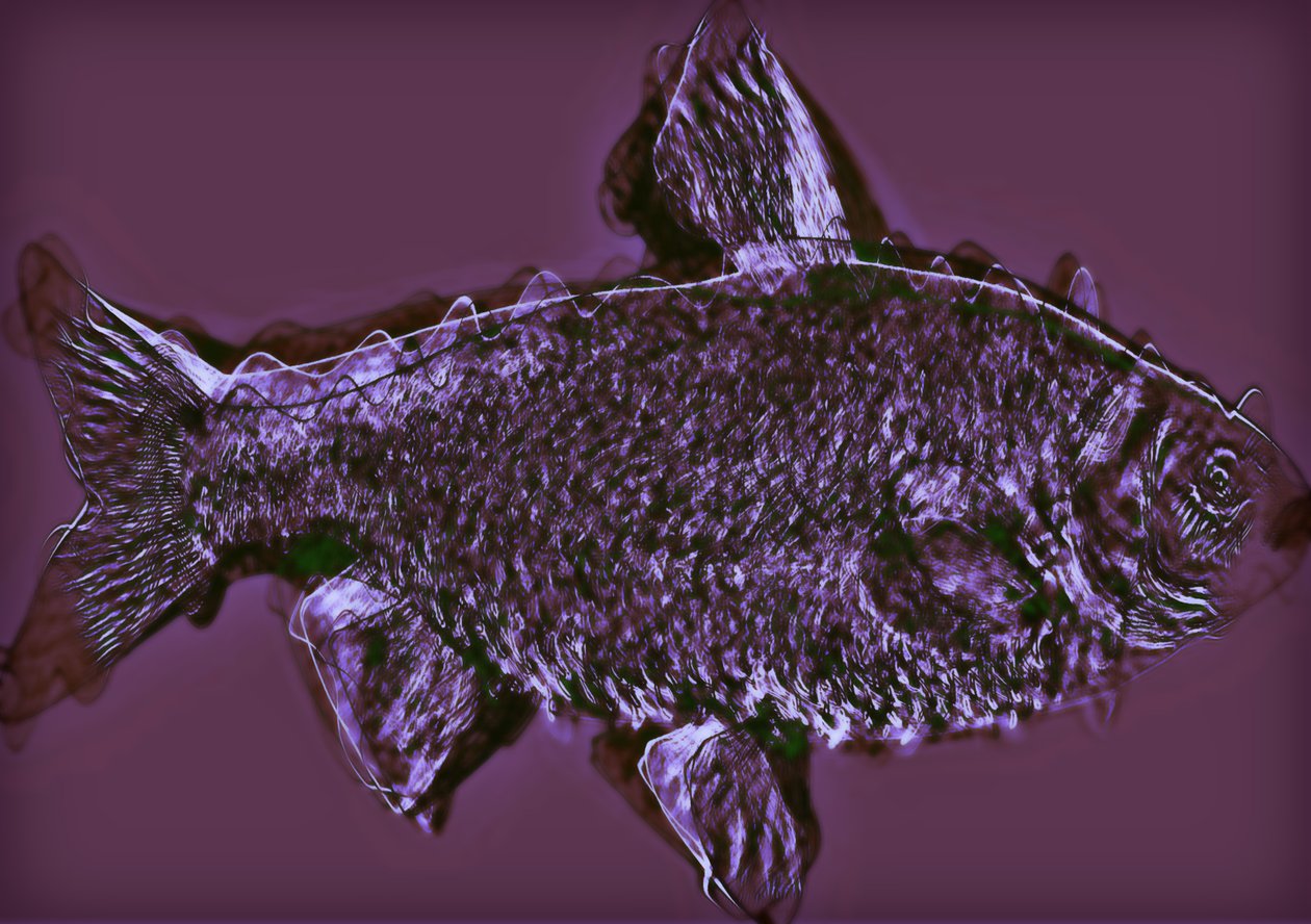 fisk, 2020, (blandade media) av Alex Caminker