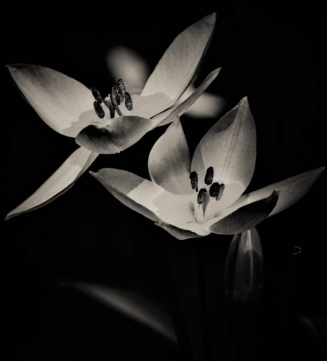 flyg, 2019, (fotografi) av Alex Caminker