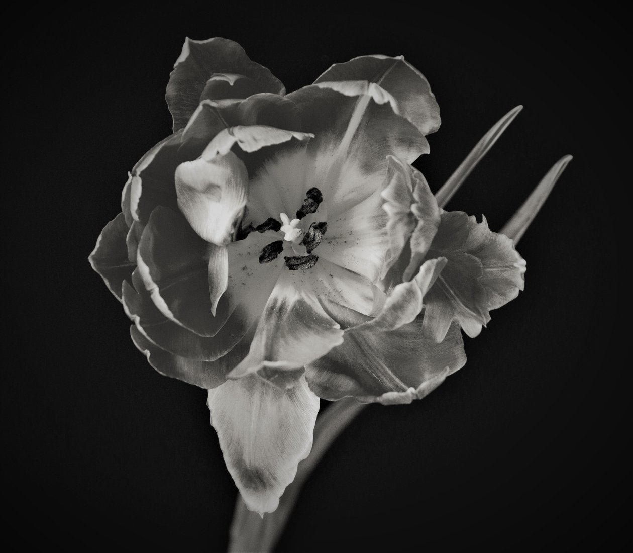 blommans geometri, 2019, (fotografi) av Alex Caminker