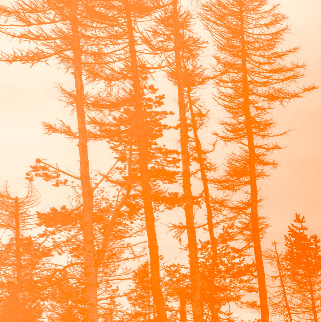 om träden var orange, 2019, (collage) av Alex Caminker