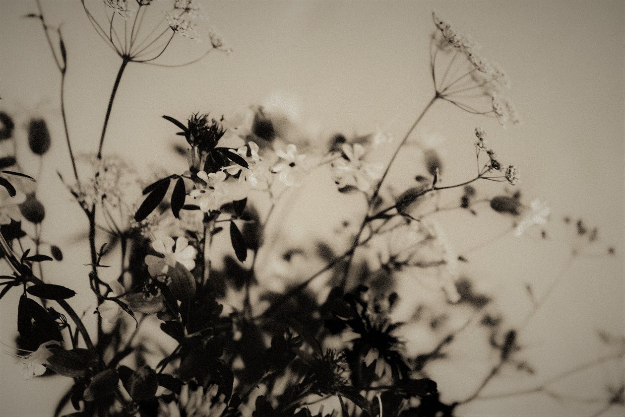 naturliga dekorationer, 2019, (fotografi) av Alex Caminker
