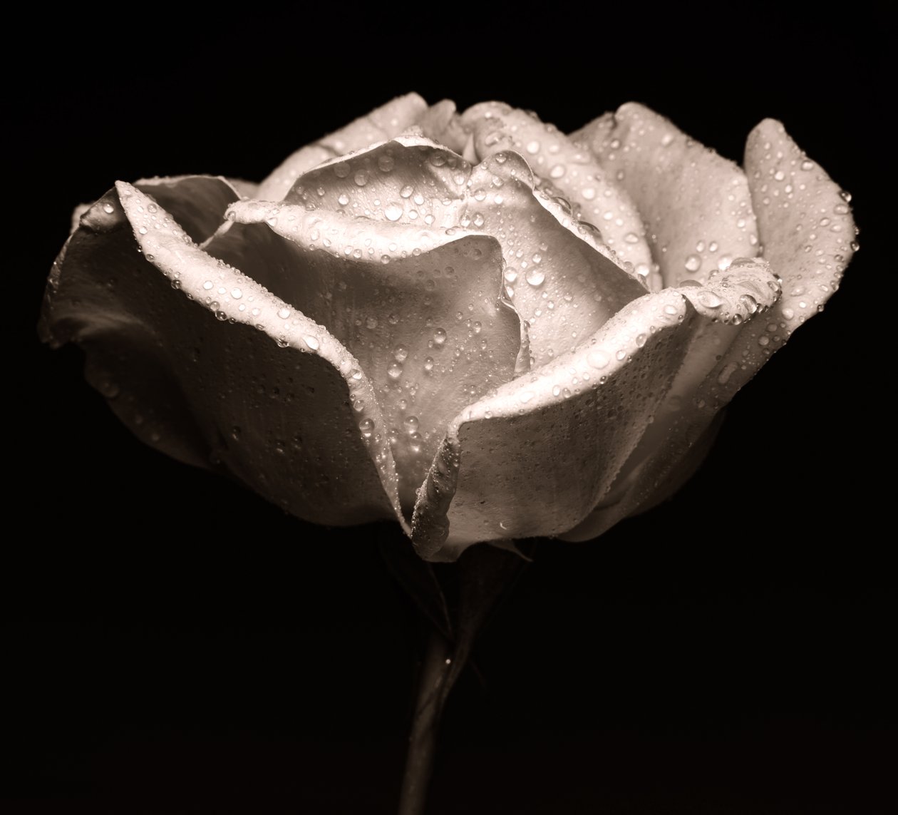 rose, 2019, (fotografi) av Alex Caminker