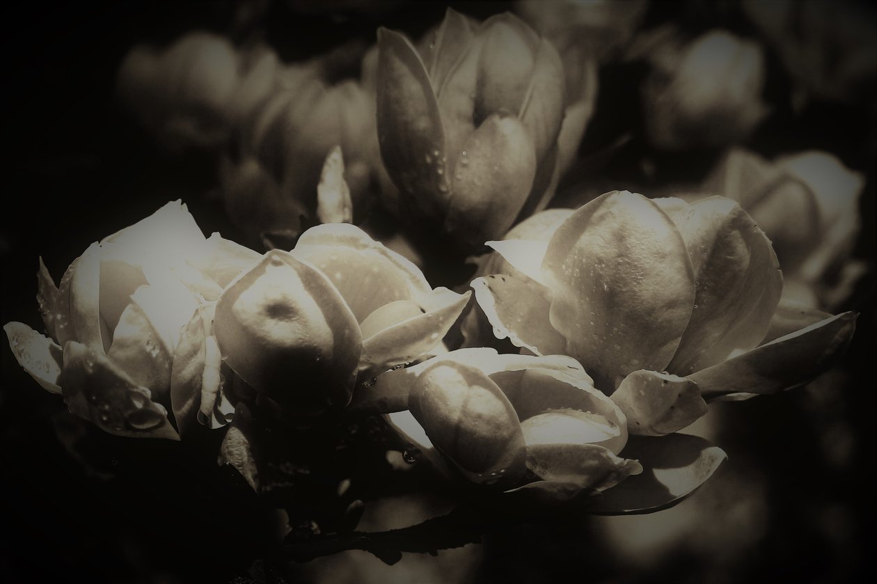 hemlig anatomi, 2019, (fotografi) av Alex Caminker