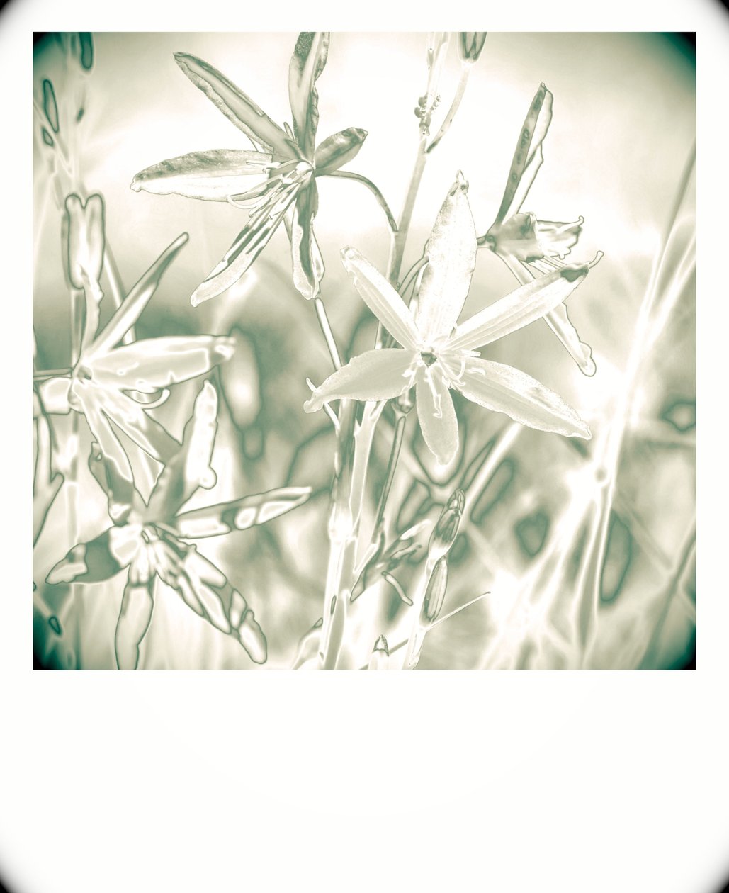 silverväxter, 2019, (fotografi) av Alex Caminker