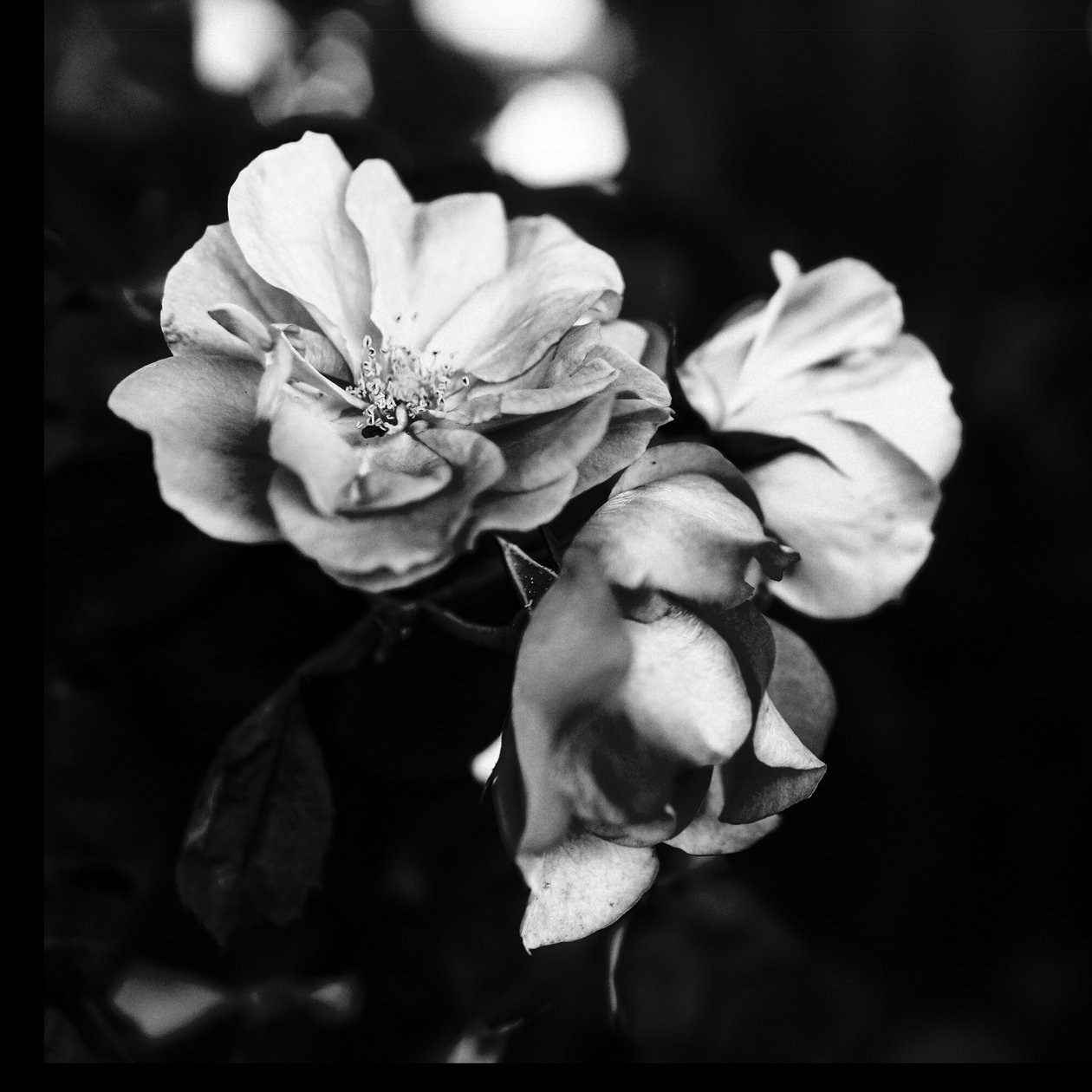 tre blommor, 2019, (fotografi) av Alex Caminker