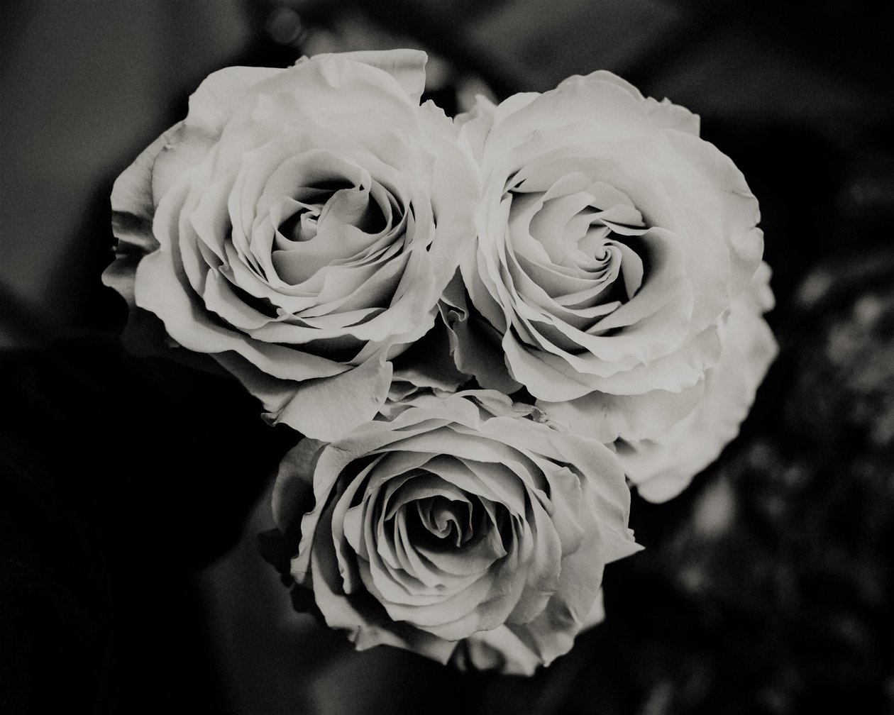 tre rosor, 2019, (fotografi) av Alex Caminker