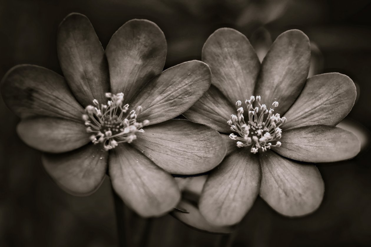 tvillingar, 2019, (fotografi) av Alex Caminker