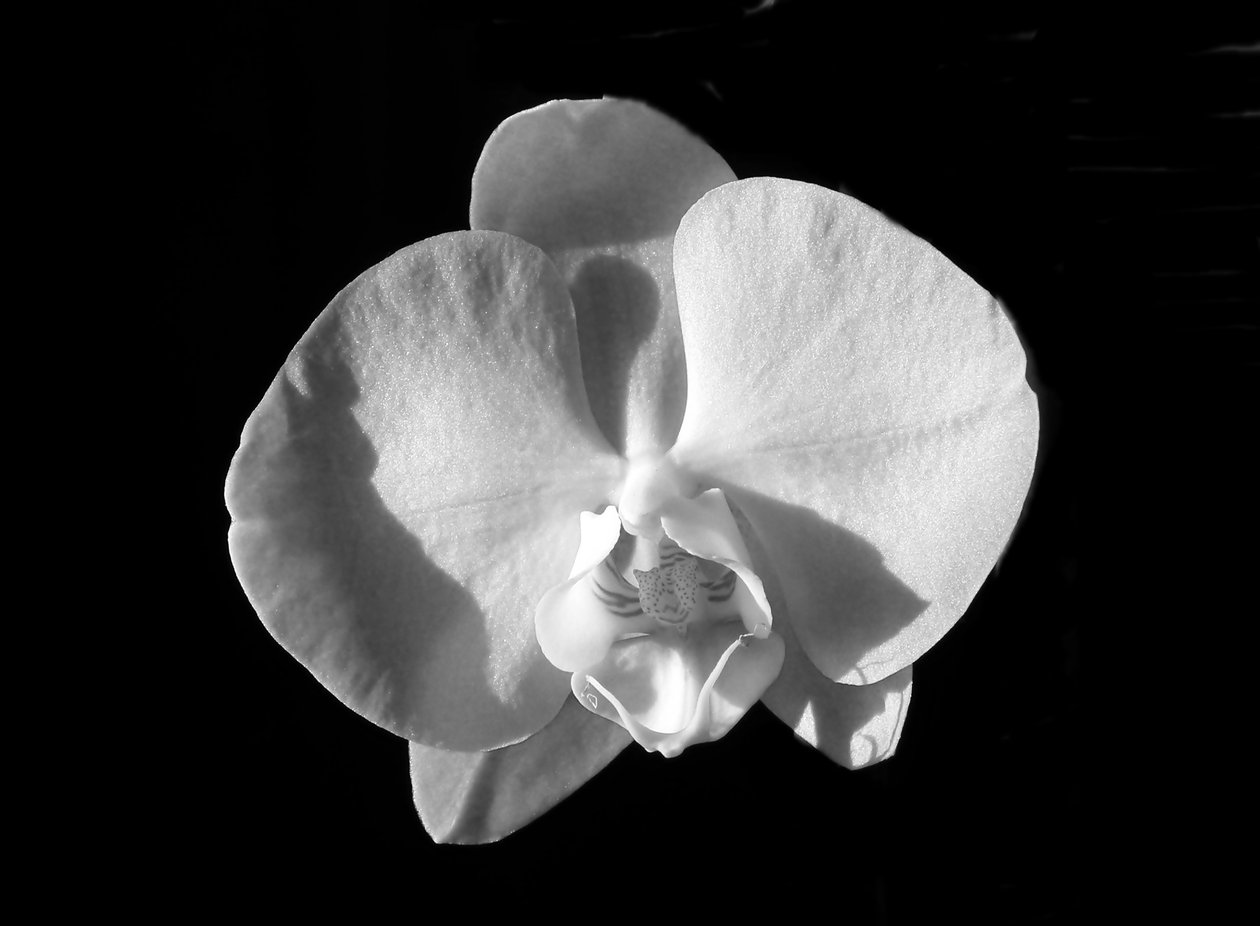 untitled(blomma),2019,(fotografi) av Alex Caminker